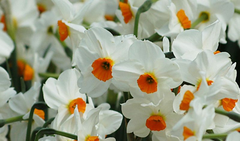 Narcissus tazetta