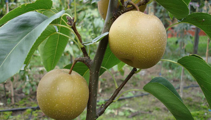 Nashi (Pyrus Pyrifolia). Etimología, Descripción, Cultivo Y Usos