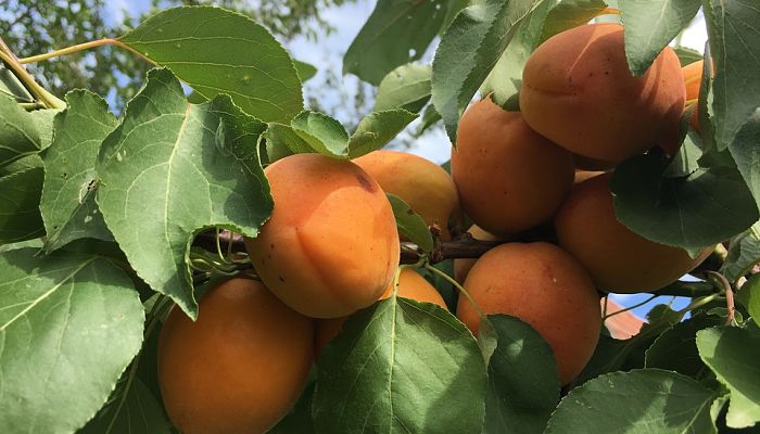 Nectarino. Origen, descripción, Cultivo, Cuidados, Propiedades.