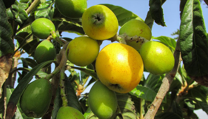 Nisperero. Origen, Descripción, Variedades, Cultivo, Cuidados Y Usos