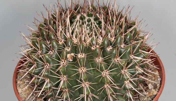 Notocactus. Origen, Descripción, Cultivo, Cuidados, Propiedades