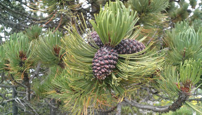 Ocote (Pinus montezumae). Origen, Descripción, Cultivo Y Usos