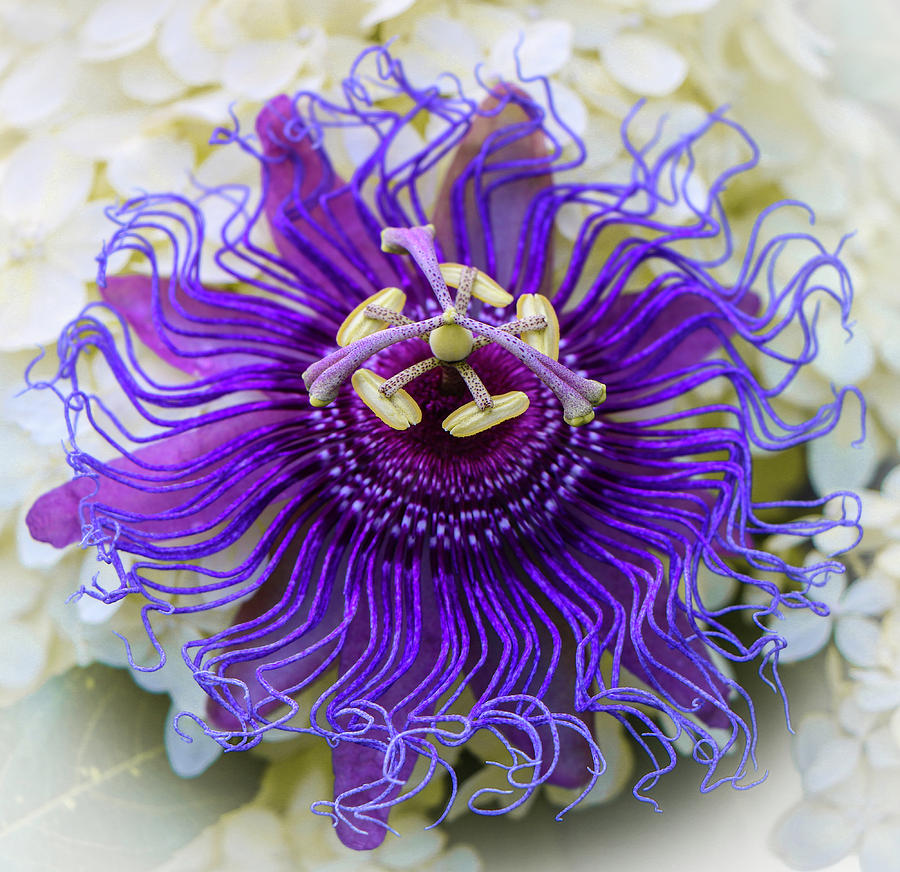 Passiflora o flor de la pasión