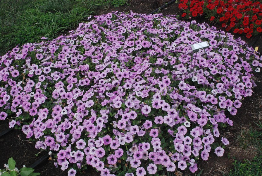 Petunia surfinia