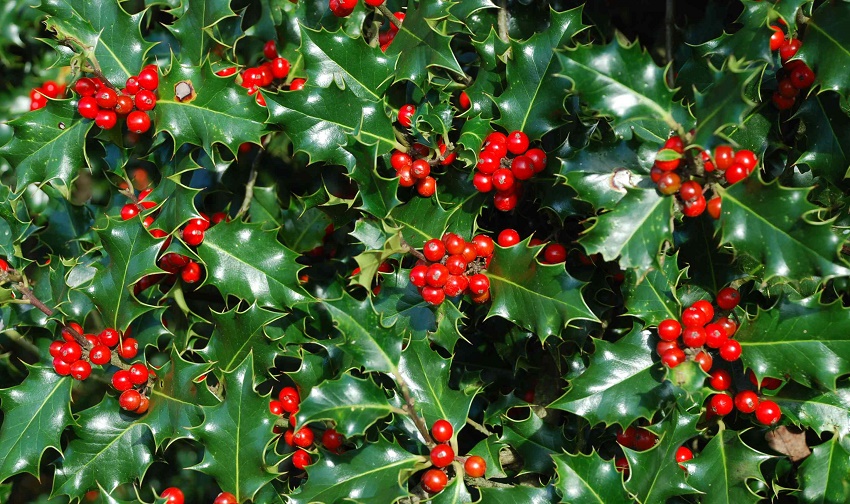 10 Plantas Con Bolitas Rojas. Las Más Populares Y Sus Utilidades