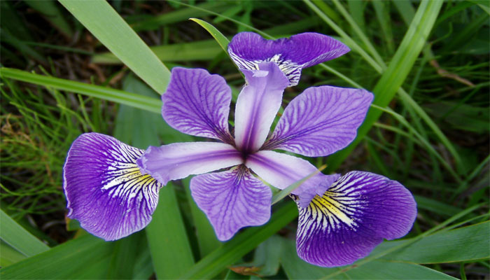 11 Plantas Con Flores Moradas Para El Jardín