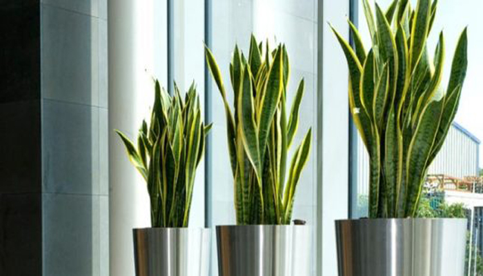 Top 8 Plantas Para Decorar Interiores Que Debes Tener en Tu Hogar