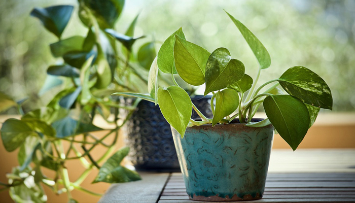 Plantas Para Jardín Vertical: 8 Hermosas Plantas Decorativas