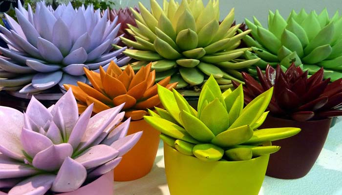 Top 10 Plantas Decorativas Para Macetas Pequeñas, Consejos, Guías y Más