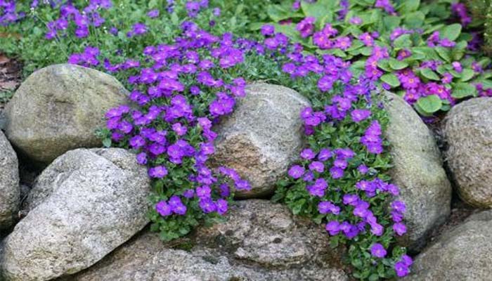 Top 10 Plantas De Jardín Con Rocas y Rocallas