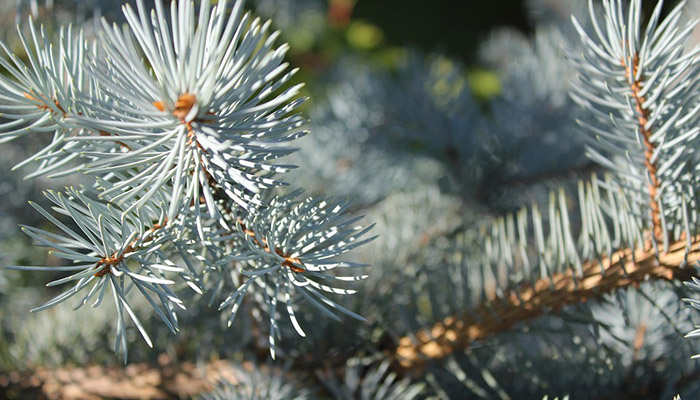 Plantas Para Zonas Frías: Plantas Que Sobreviven Al Invierno