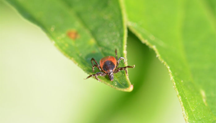 Plantas Que Atraen Garrapatas Y Te Hacen Propenso A Enfermedades