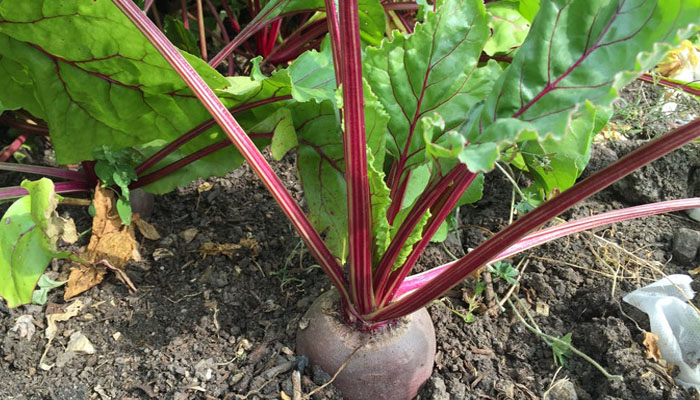 15 Plantas que crecen rápido, vegetales que  te darán cosecha en poco tiempo