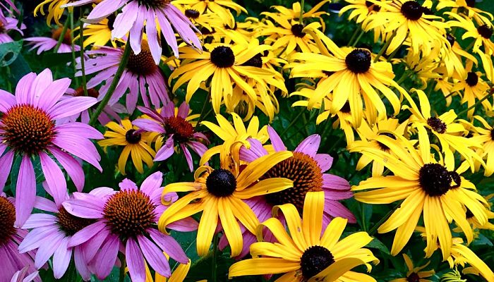 10 Plantas Que Dan Flores Todo El Año