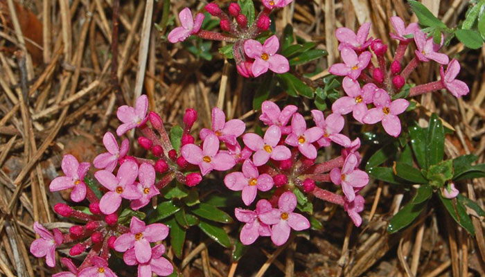 Top 10 Plantas Que Florecen En Diciembre. Plantas De Navidad