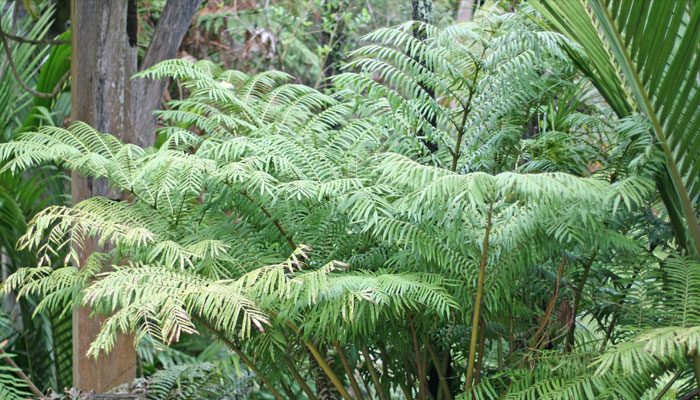 Plantas Que Presentan Xilema Y Floema | Plantas vasculares