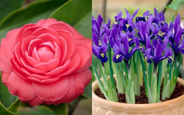 ¿Qué flores regalar en primavera?