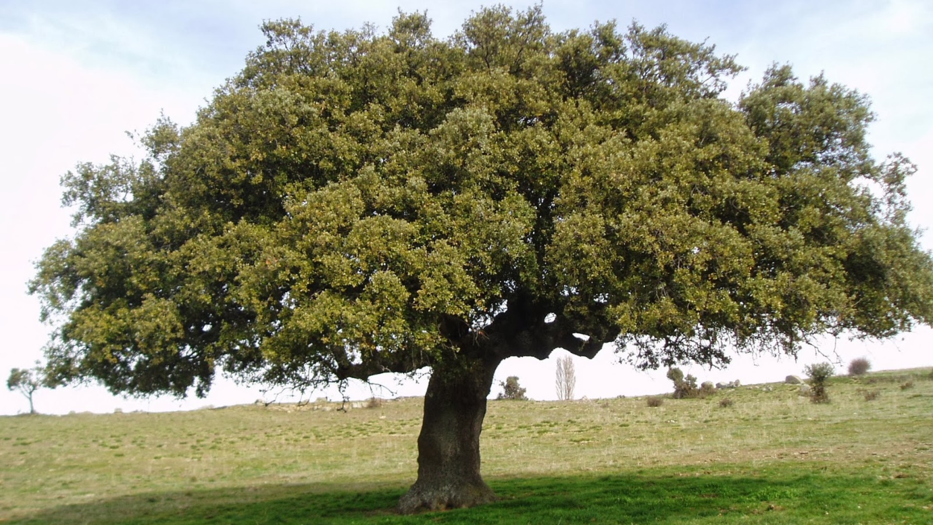 Quercus: tipos, características, tamaños, variedad y colores.