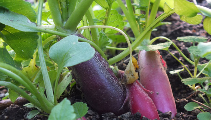 Rábano. Origen, Descripción, Variedades, Cultivo, Cuidados Y Usos