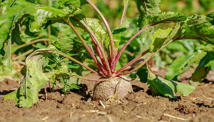 Remolacha Roja. Origen, Descripción, Variedades, Cultivo, Cuidados Y Usos