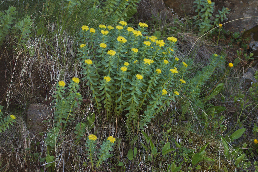 Rhodiola rosea: Un adaptógeno energizante natural