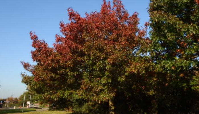 Roble Americano. Origen, Descripción, Cultivo, Cuidados, Propiedades.