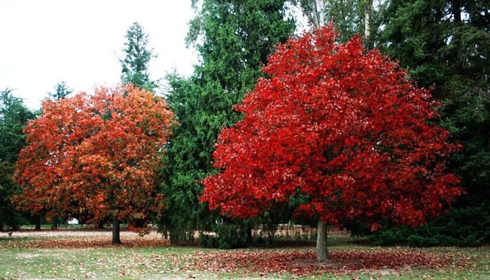 Roble Rojo. Origen, Descripción, Cultivo, Cuidados, Propiedades