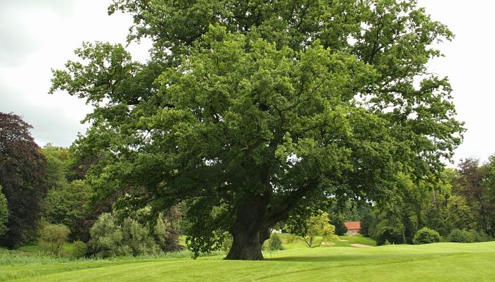 Roble: Origen, Variedades, Cómo Plantar, Beneficios Y Usos