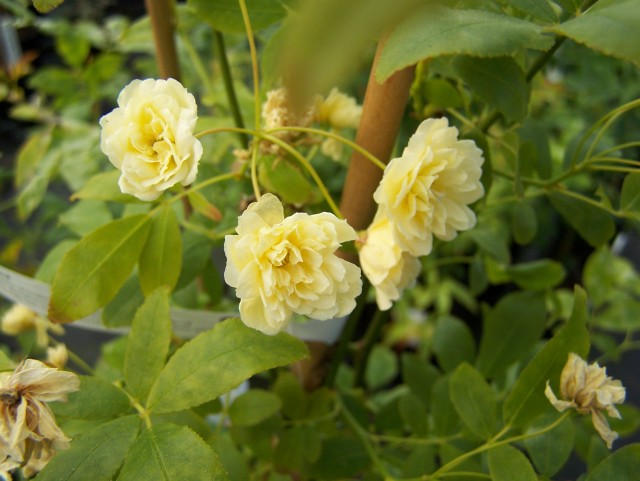 Rosa banksiae