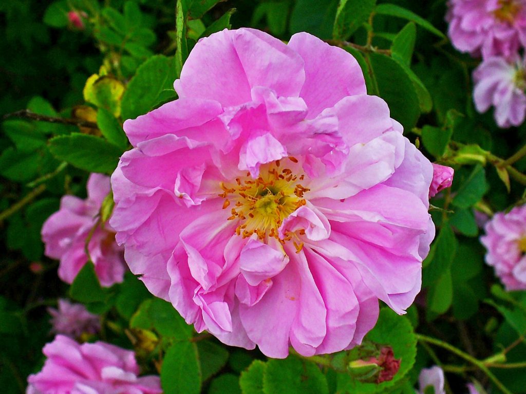 Rosa damascena