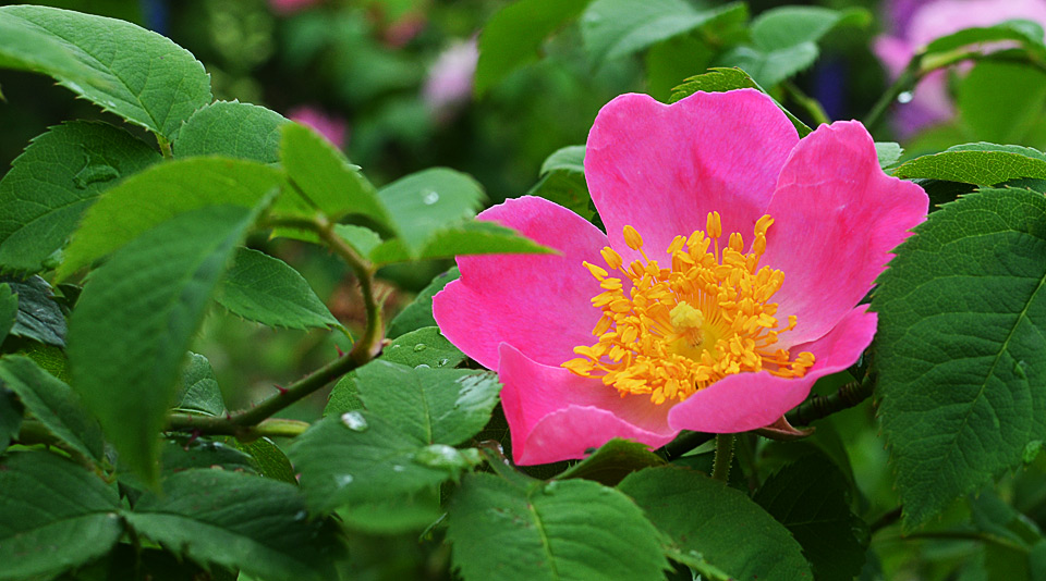 Rosa gallica