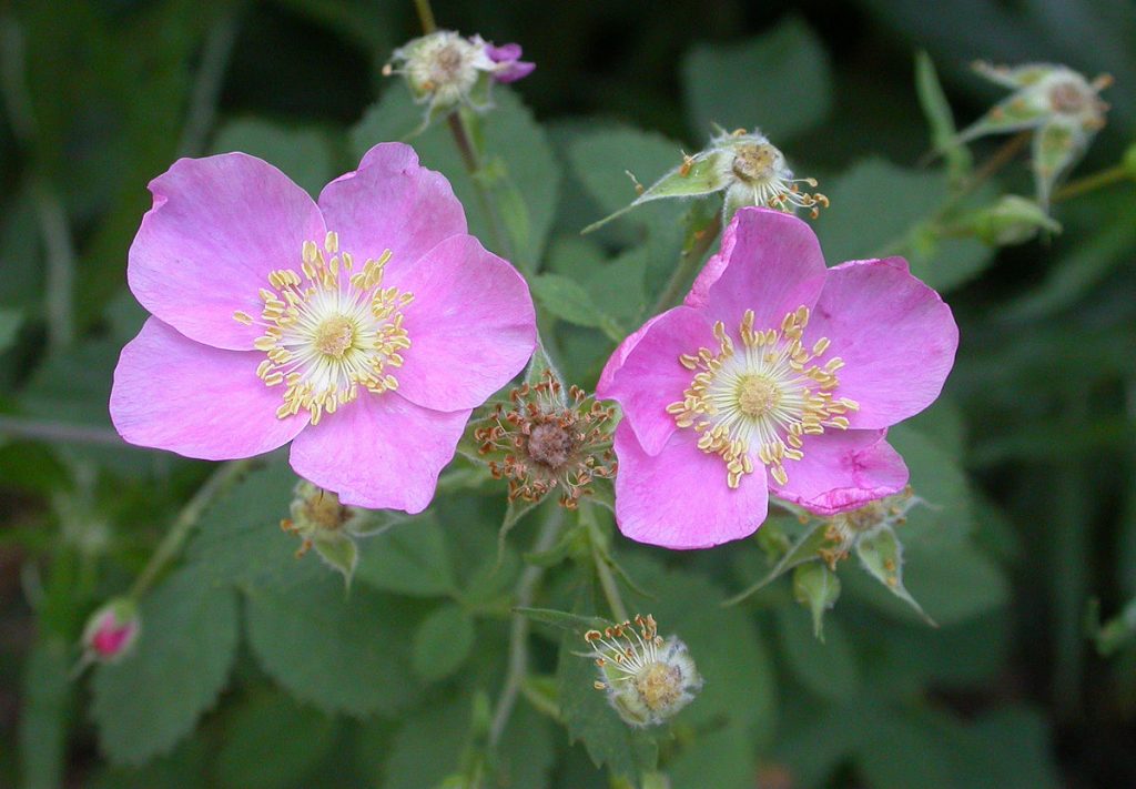 Rosa virginiana