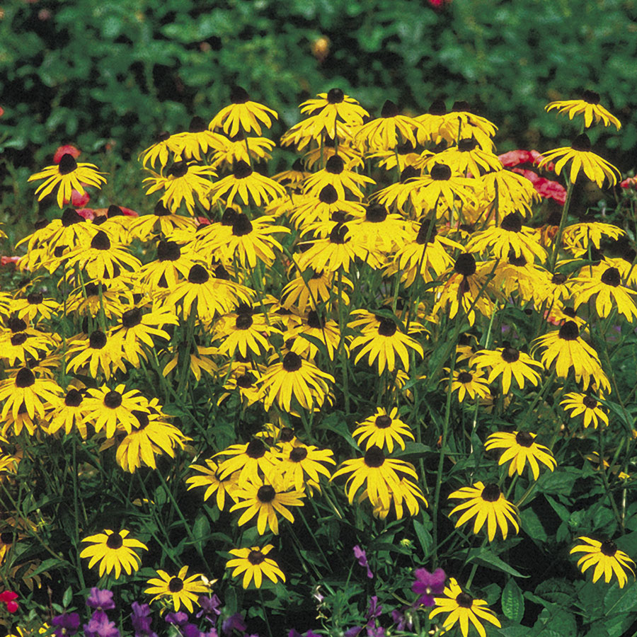 Rudbeckia. Origen, Descripción, Cultivo, Cuidados, Propiedades