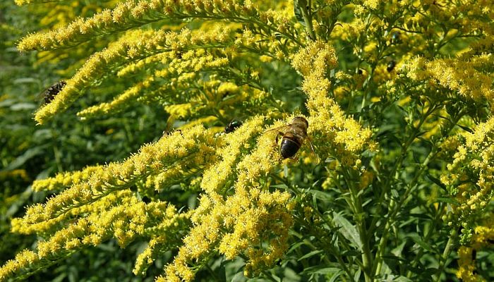 Solidago. Origen, Descripción, Cultivo, Cuidados, Propiedades