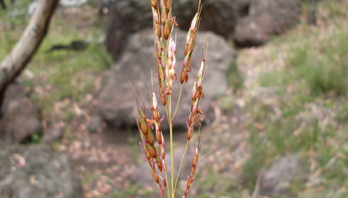 Sorgo De Alepo. Origen, Descripción, Cultivo, Cuidados, Propiedades.