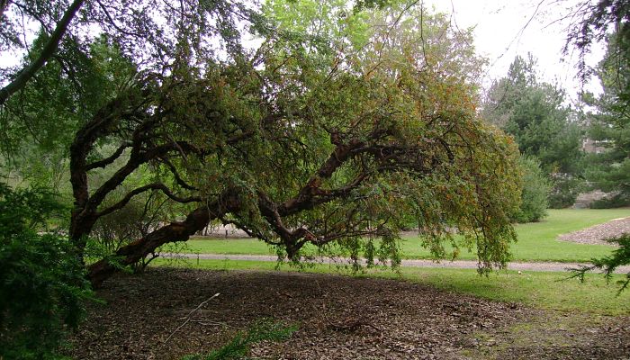 Tabaquillo. Origen, Descripción, Cultivo, Cuidados, Propiedades.