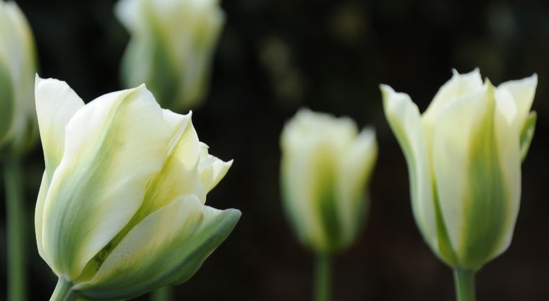 Tulipán Spring Green