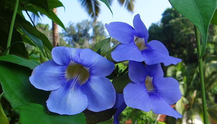Tumbergia Azul (Thunbergia grandiflora). Origen, Descripción, Variedades, Cultivo, Cuidados Y Usos