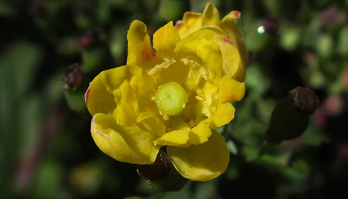 Uva De Montaña. Cultivo, Características Y Efectos Curativos